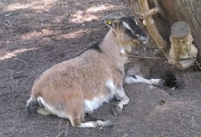 Chèvre dans camping Pas de Calais